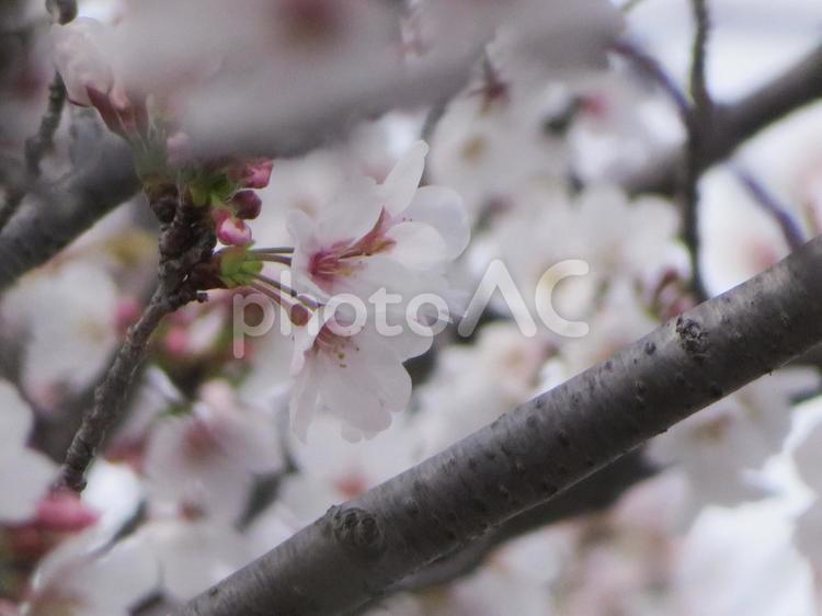 枝の隙間から桜 桜,花,春の写真素材
