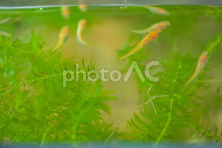 めだかと水草2 メダカ,水草,飼育の写真素材