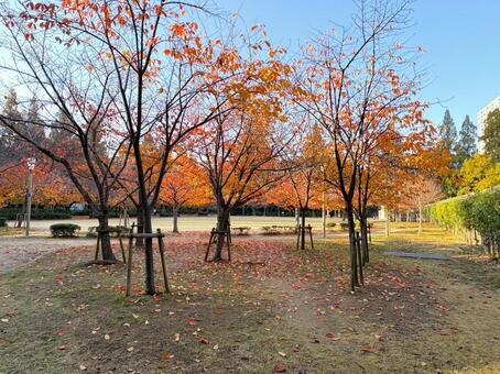 秋の公園２ 秋,公園,紅葉の写真素材