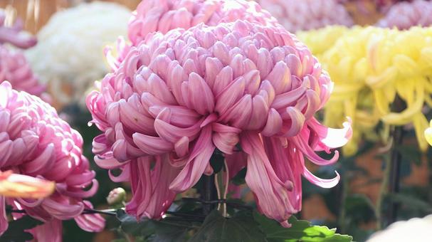 楽寿園の菊まつりにて 菊,秋,花の写真素材