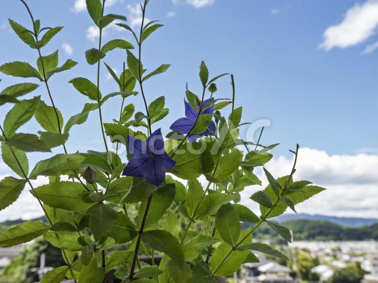 青空に映える桔梗の花 桔梗,青空,夏の花の写真素材