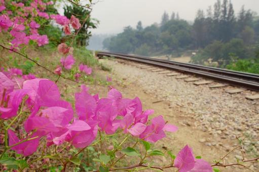 旧泰緬鉄道の線路脇を彩るブーゲンビリア 旧泰緬鉄道の線路脇を彩るブーゲンビリア ブーゲンビリア,花,ピンクの写真素材