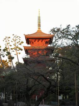 千葉県-法華経寺-五重塔 法華経寺,寺,正中山の写真素材