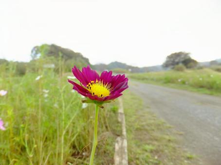 コスモス　花　秋桜　秋　道　草　自然 コスモス,花,秋桜の写真素材