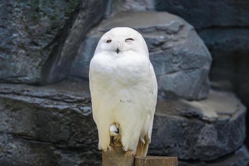 真っ白な羽毛に包まれたシロフクロウ フクロウ,シロフクロウ,鳥の写真素材