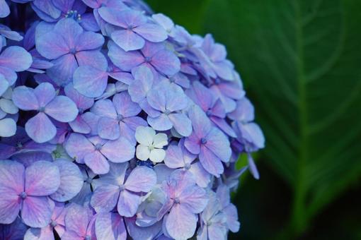 紫陽花 紫陽花の写真