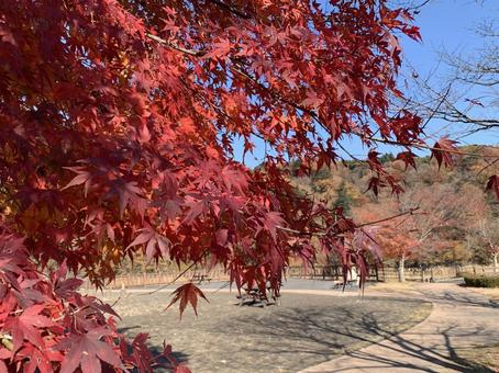 もみじ谷公園の紅葉風景 もみじ谷,公園,紅葉の写真素材
