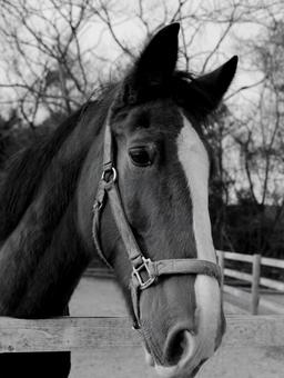 馬 馬の写真