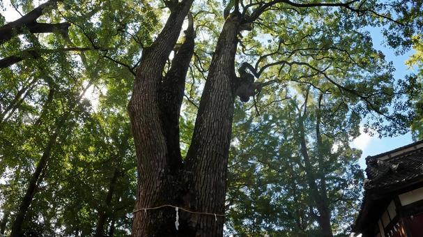 埼玉県行田市行田　 春日神社 ご神木 埼玉,行田市行田,春日神社の写真素材