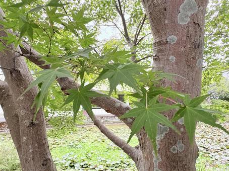 幹に寄り添う青もみじ 幹に寄り添う青もみじ 緑,植物,グリーンの写真素材