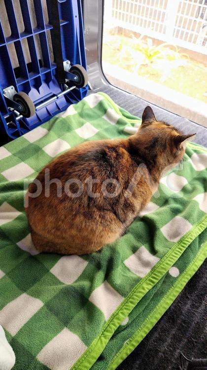 このモコモコはおれのものなのにゃ～編 猫,ねこ,ネコの写真素材