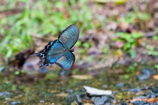 水辺を飛ぶカラスアゲハの雄 カラスアゲハ,烏揚羽,オスの写真素材