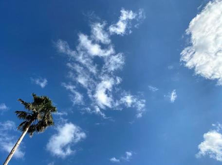 椰子の木と空の写真