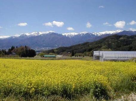 Central Alps and rape blossoms, higashiina, komagane, shinshu, JPG