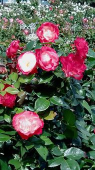 Rose Garden, JPG Rose Garden, JPG