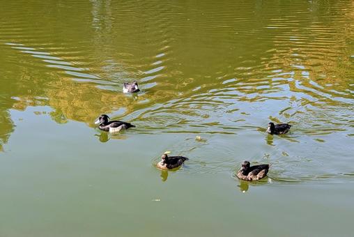 キンクロハジロ キンクロハジロ,鳥,オスの写真素材