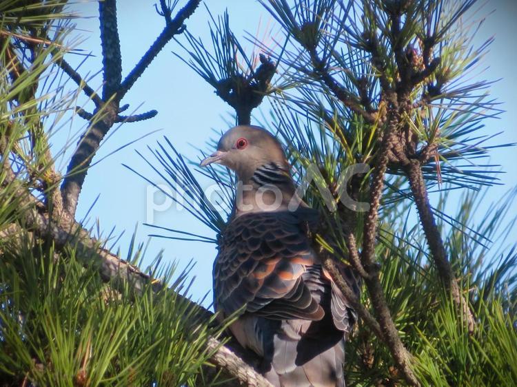 松とキジバト キジバト,野鳥,鳥の写真素材