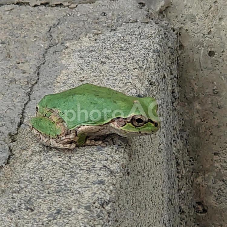 アマガエル 蛙,カエル,アマガエルの写真素材