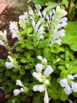 コバノタツナミの写真