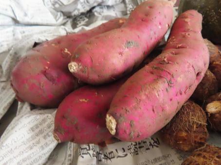 土のついた新鮮さつまいも 土のついた新鮮さつまいもの写真
