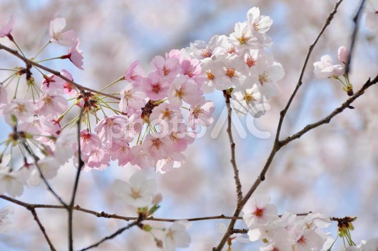 ちょっと濃いピンク pink,sakura,ピンクの写真素材