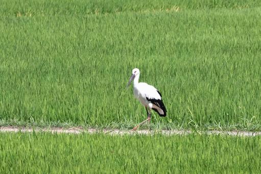 田んぼの畔から餌を探すコウノトリ 田んぼの畔から餌を探すコウノトリ コウノトリ,野鳥,田んぼの写真素材