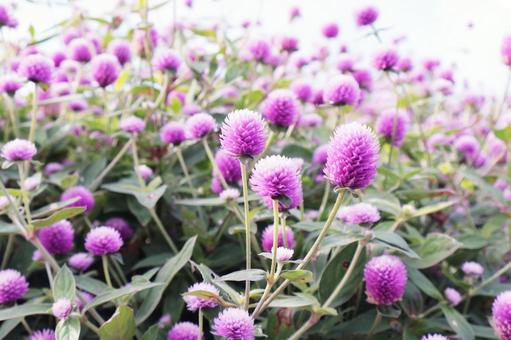 千日紅（センニチコウ）のお花畑 千日紅,センニチコウ,お花畑の写真素材