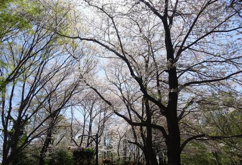 四月の桜-63 四月の桜-63の写真