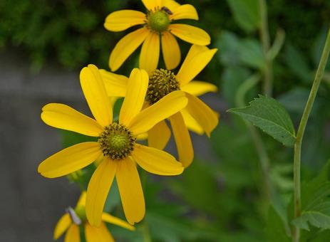 Photo, aragame hangon saw, rough grass, matsukasagiku, 
