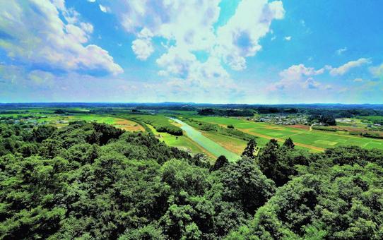 木々と空 木々と空 木,緑,植物の写真素材