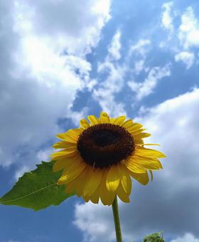 空と向日葵の写真