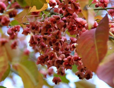マユミ マユミ マユミ,檀,真弓の写真素材