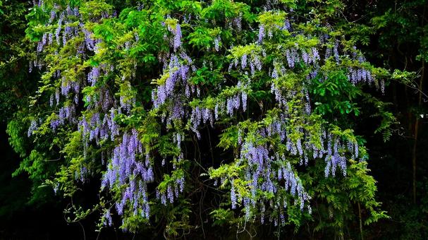  山野に自生している　ヤマフジの写真