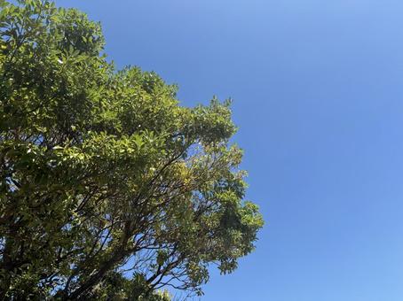 木と青空 木と青空の写真