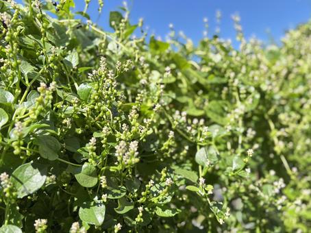 美しいつるむらさきの花と青空 美しいつるむらさきの花と青空 つるむらさき,野菜,蔓の写真素材