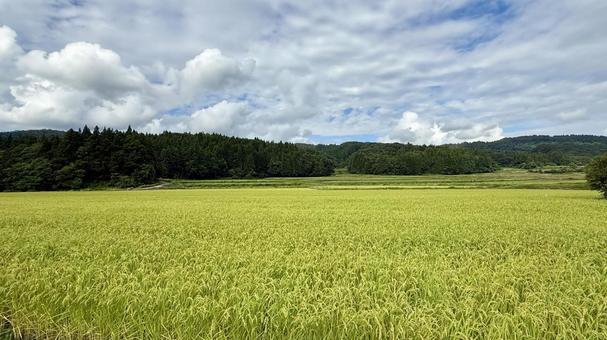 収穫間近な水田 収穫間近な水田 稲刈り,稲穂,稲の写真素材