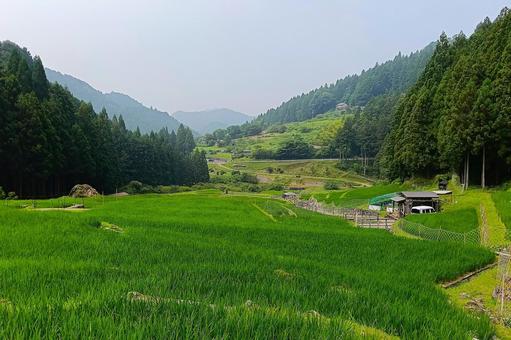 四谷の千枚田⑧ 四谷の千枚田⑧ 棚田,田んぼ,千枚田の写真素材