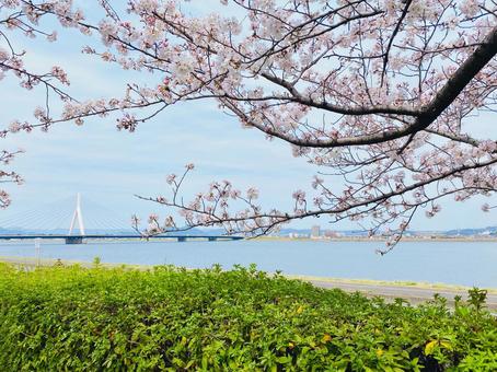 川と桜 川と桜の写真