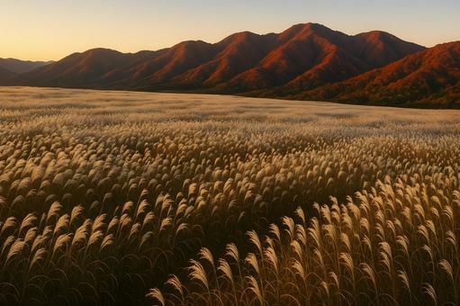 夕照のススキ野原 夕照のススキ野原の写真