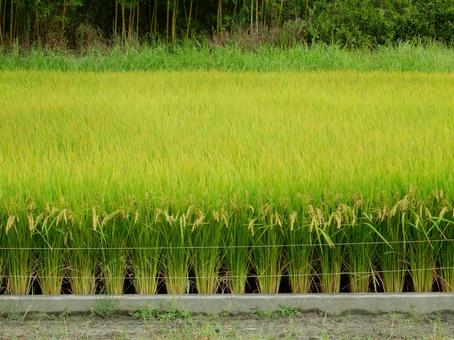 【風景写真】秋の田んぼの風景 【風景写真】秋の田んぼの風景 田んぼ,水田,田の写真素材