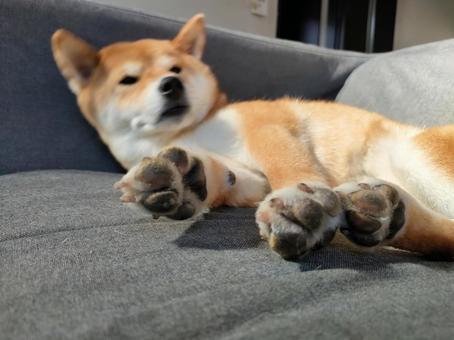柴犬くるみの肉球です! 柴犬くるみの肉球です! 犬,柴犬,シバの写真素材