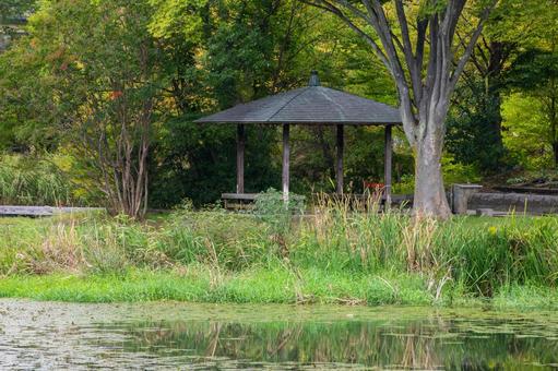 天沼公園の風景⒄ 公園,天沼公園,木々の写真素材