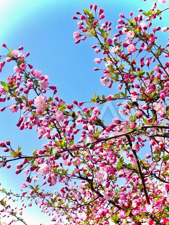 春のお花見、花、桜、青空（縦） 桜,お花見,春の写真素材