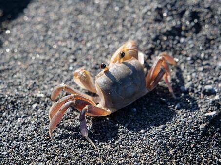 伊豆大島　砂の浜　スナガニ 砂の浜,カニ,ビーチの写真素材