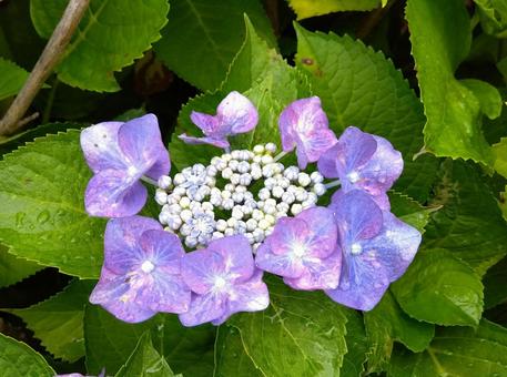 紫陽花 紫陽花の写真