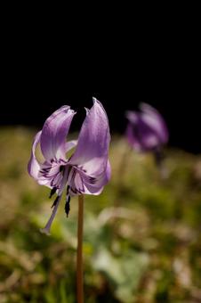 カタクリの花の写真