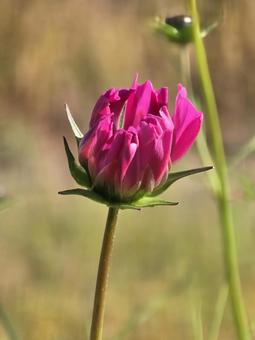 秋桜 コスモス,秋桜,秋の写真素材
