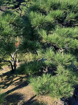 松 松,松の木,針葉の写真素材