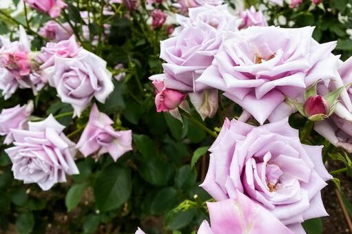 淡い紫色のバラと深緑の葉 バラ,薔薇,花の写真素材