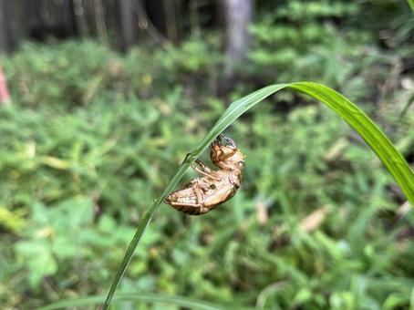セミの抜け殻 セミの抜け殻の写真